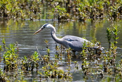 Héron cendré Ardea cinerea - Grey Heron