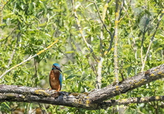 Martin-pêcheur d'Europe Alcedo atthis - Common Kingfisher