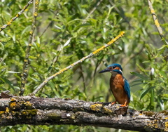 Martin-pêcheur d'Europe Alcedo atthis - Common Kingfisher