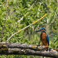 Martin-pêcheur d'Europe Alcedo atthis - Common Kingfisher