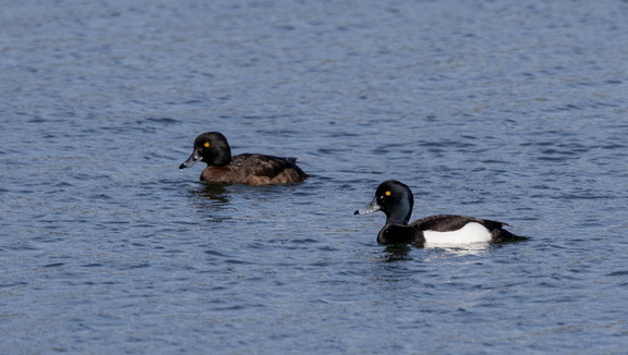  Fuligule morillon Aythya fuligula - Tufted Duck