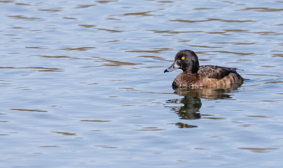  Fuligule morillon Aythya fuligula - Tufted Duck