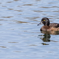  Fuligule morillon Aythya fuligula - Tufted Duck