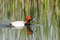 Fuligule milouin Aythya ferina - Common Pochard