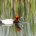 Fuligule milouin Aythya ferina - Common Pochard