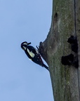 Pic épeiche Dendrocopos major - Great Spotted Woodpecker