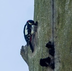 Pic épeiche Dendrocopos major - Great Spotted Woodpecker