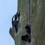 Pic épeiche Dendrocopos major - Great Spotted Woodpecker