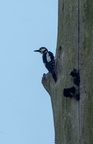  Pic épeiche Dendrocopos major - Great Spotted Woodpecker