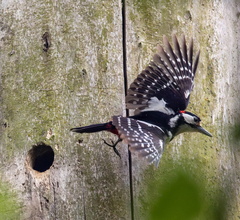 Pic épeiche Dendrocopos major - Great Spotted Woodpecker