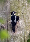  Pic épeiche Dendrocopos major - Great Spotted Woodpecker