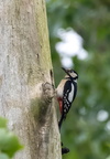  Pic épeiche Dendrocopos major - Great Spotted Woodpecker