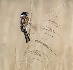 Bruant des roseaux Emberiza schoeniclus - Common Reed Bunting