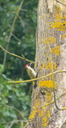 Pic vert Picus viridis - European Green Woodpecker