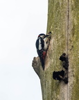  Pic épeiche Dendrocopos major - Great Spotted Woodpecker