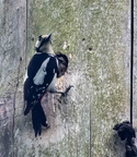 Pic épeiche Dendrocopos major - Great Spotted Woodpecker