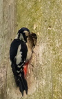 Pic épeiche Dendrocopos major - Great Spotted Woodpecker