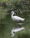 Aigrette garzette Egretta garzetta - Little Egret