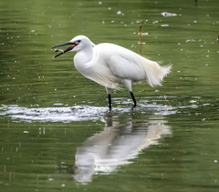 Aigrette garzette Egretta garzetta - Little Egret