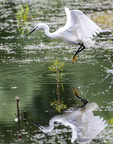 Aigrette garzette Egretta garzetta - Little Egret