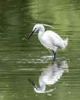 Aigrette garzette Egretta garzetta - Little Egret