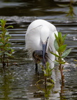 Aigrette garzette Egretta garzetta - Little Egret