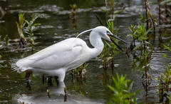 Aigrette garzette Egretta garzetta - Little Egret