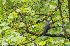 Coucou gris Cuculus canorus - Common Cuckoo