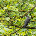 Coucou gris Cuculus canorus - Common Cuckoo