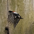Pic épeiche Dendrocopos major - Great Spotted Woodpecker