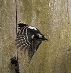 Pic épeiche Dendrocopos major - Great Spotted Woodpecker