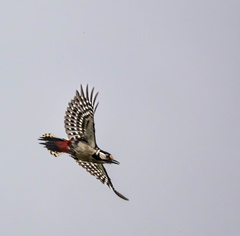 Pic épeiche Dendrocopos major - Great Spotted Woodpecker