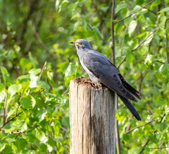 Coucou gris Cuculus canorus - Common Cuckoo