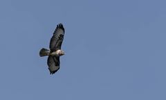 Buse variable Buteo buteo - Common Buzzard