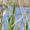 Rousserolle effarvatte Acrocephalus scirpaceus - Common Reed Warbler