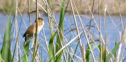 Rousserolle effarvatte Acrocephalus scirpaceus - Common Reed Warbler