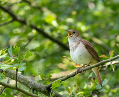 Rossignol philomèle Luscinia megarhynchos - Common Nightingale