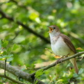 Rossignol philomèle Luscinia megarhynchos - Common Nightingale