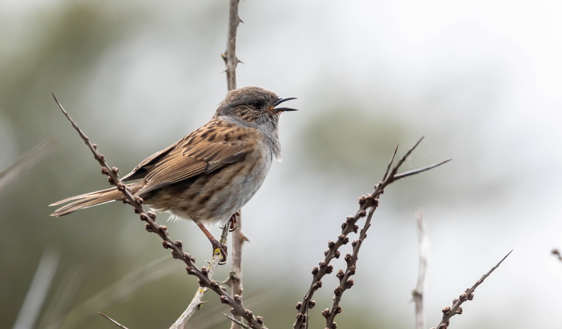 Accenteur mouchet Prunella modularis - Dunnock