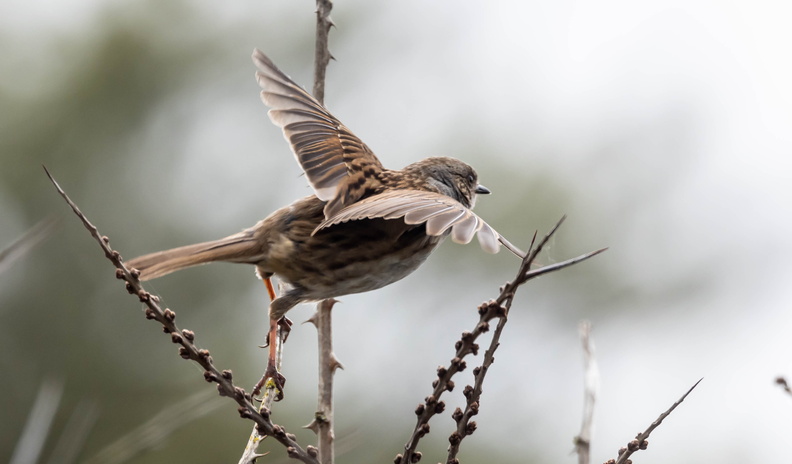 Accenteur mouchet Prunella modularis - Dunnock