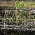 Avocette élégante Recurvirostra avosetta - Pied Avocet