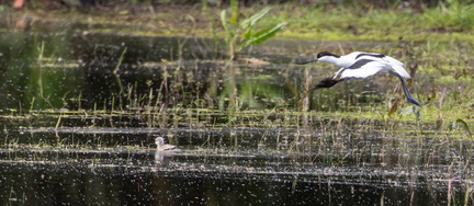 Avocette élégante Recurvirostra avosetta - Pied Avocet