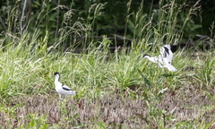 Avocette élégante Recurvirostra avosetta - Pied Avocet