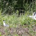 Avocette élégante Recurvirostra avosetta - Pied Avocet