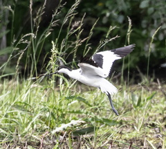 Avocette élégante Recurvirostra avosetta - Pied Avocet