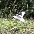 Avocette élégante Recurvirostra avosetta - Pied Avocet