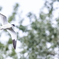 Avocette élégante Recurvirostra avosetta - Pied Avocet