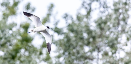 Avocette élégante Recurvirostra avosetta - Pied Avocet