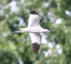 Avocette élégante Recurvirostra avosetta - Pied Avocet