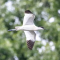 Avocette élégante Recurvirostra avosetta - Pied Avocet